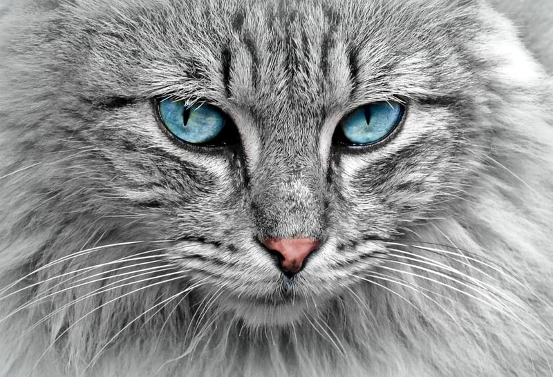 Curious Cat